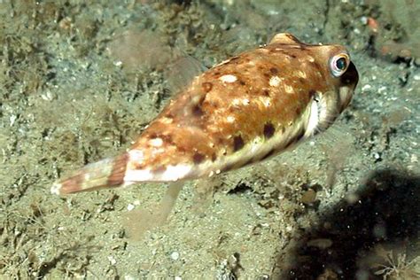 poisson globe jordi el nino.